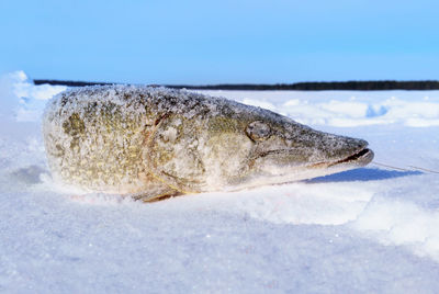 Close-up of frozen fish in winter