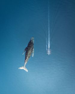 High angle view of whale shark in sea 