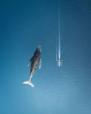 High angle view of whale shark in sea 