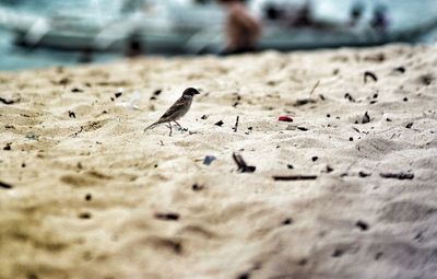 Close-up of seagulls perching on sand