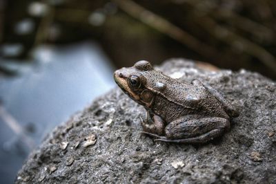 Close-up of frog on rock