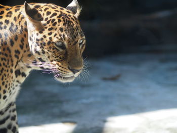 Jaguar the name jaguar comes from the native american word yaguar