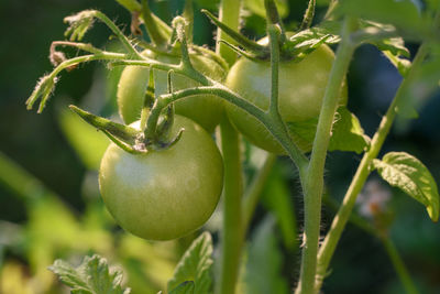 Close-up of tomato growing on plant