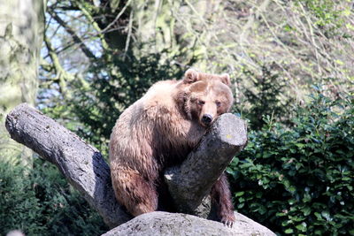 Brown bear 