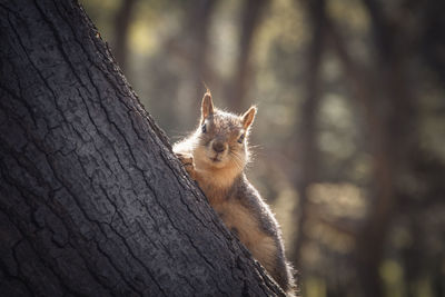 Close-up of squirrel on tree trunk