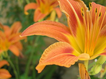 Close-up of day lily blooming outdoors