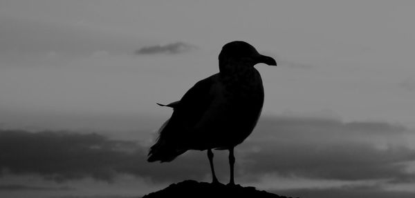 Silhouette bird perching on rock against sky