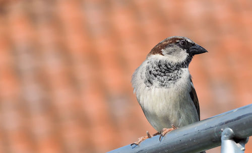 Low angle view of bird perching on railing