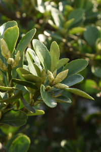 Close-up of plant