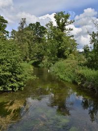 Scenic view of river amidst trees against sky