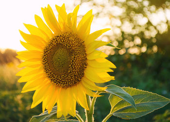 Beautiful young sunflower growing in a field at sunset. agriculture and farming. agricultural crops