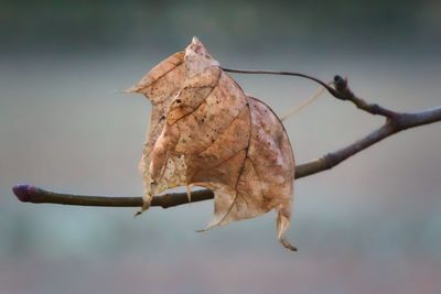 Close-up of dry leaves on branch against blurred background