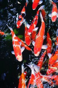 High angle view of koi carps swimming in pond