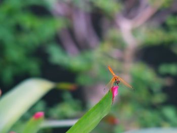 Close-up of insect on purple flower