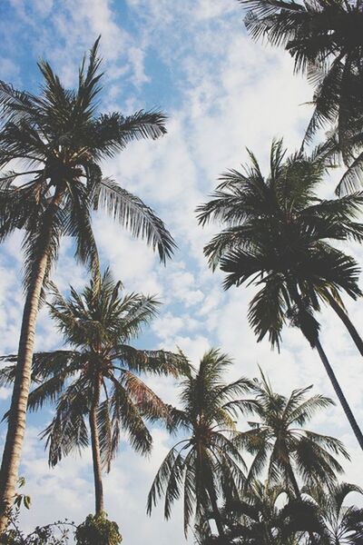 palm tree, tree, low angle view, sky, growth, cloud - sky, coconut palm tree, tranquility, nature, tree trunk, beauty in nature, cloud, palm leaf, scenics, tall - high, tropical tree, tropical climate, tranquil scene, blue, branch