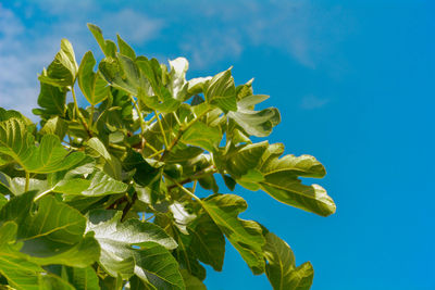 Low angle view of plants against clear sky