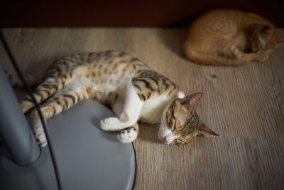 High angle view of cat sleeping on floor