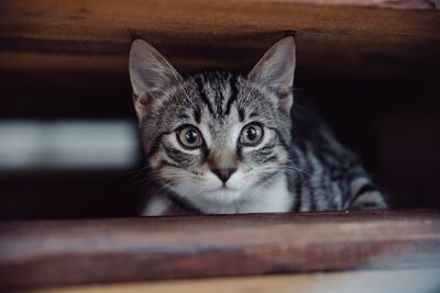 Close-up portrait of cat by wall