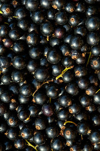 Full frame shot of berries