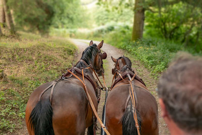 Two horses saxon thuringian heavy warm blood pull a carriage into green landscape. 