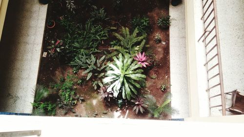 Flower plants