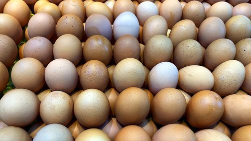 The diversity of eggs 