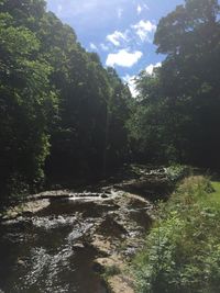 River amidst trees in forest against sky