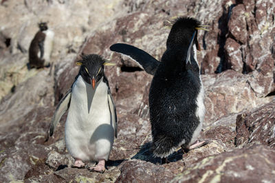 High angle view of penguins on rock