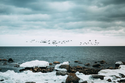 Flock of birds flying over sea against cloudy sky