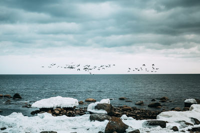 Flock of birds on beach against sky