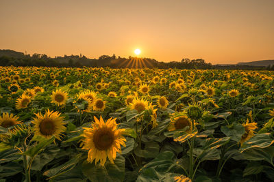 Sunflowers in field against orange sky