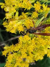 Close-up of yellow flowers