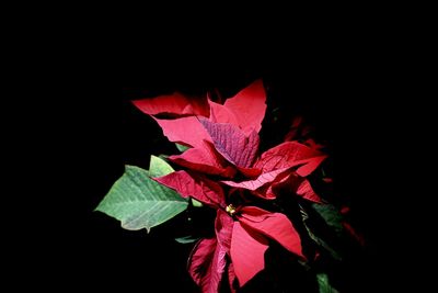 Close-up of red leaves over black background