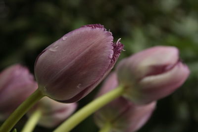 Close-up of purple flowers