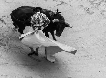 Man with big cloth on sand next to a bull