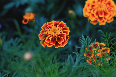 Close-up of orange marigold flowers