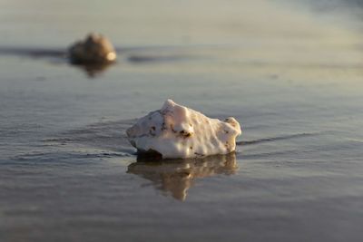 View of crab swimming in sea