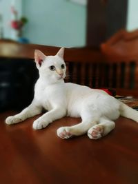 Portrait of white cat