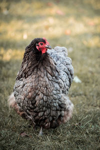 Close-up of chicken on field