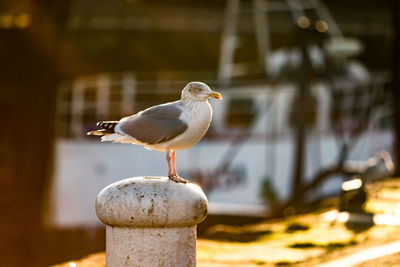 Close-up of seagull perching on wooden post