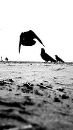 Silhouette birds flying over beach against sky