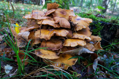 Close-up of mushrooms growing on field in forest