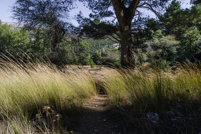 Trees growing on field in forest