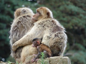 Close-up of monkey sitting outdoors