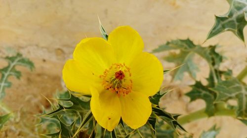 Close-up of insect on yellow flower