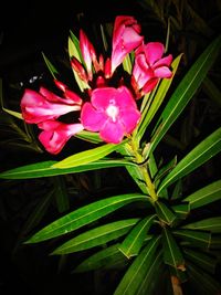 Close-up of pink flowering plant