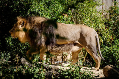 Lion standing in a field