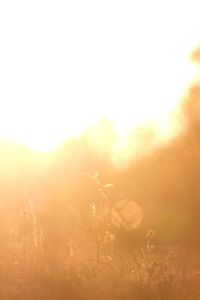 Plants growing on land against sky during sunset