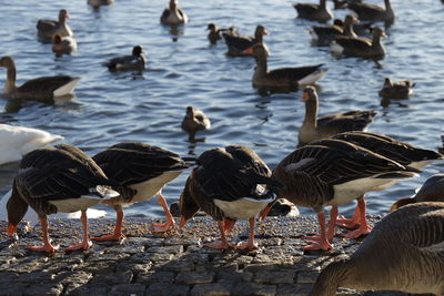 Birds in lake