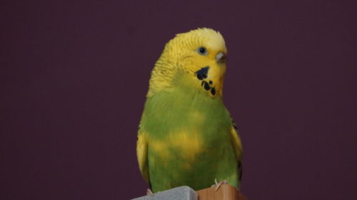 Close up of parrot